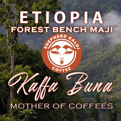 Etiopia Kaffa – Forest Bench-Maji | Cafea de Origine Sălbatică | Kingstone