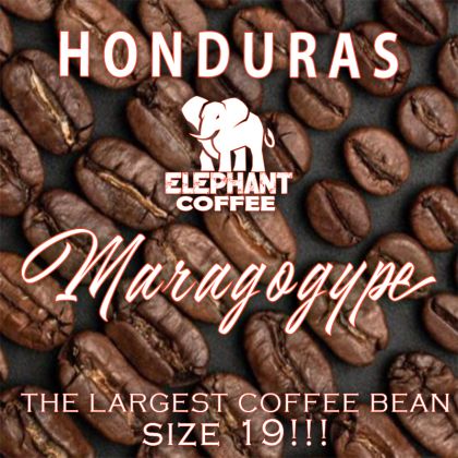 Honduras MARAGOGYPE ELEPHANT BEAN COFFEE - cafea de origine, KINGSTONE